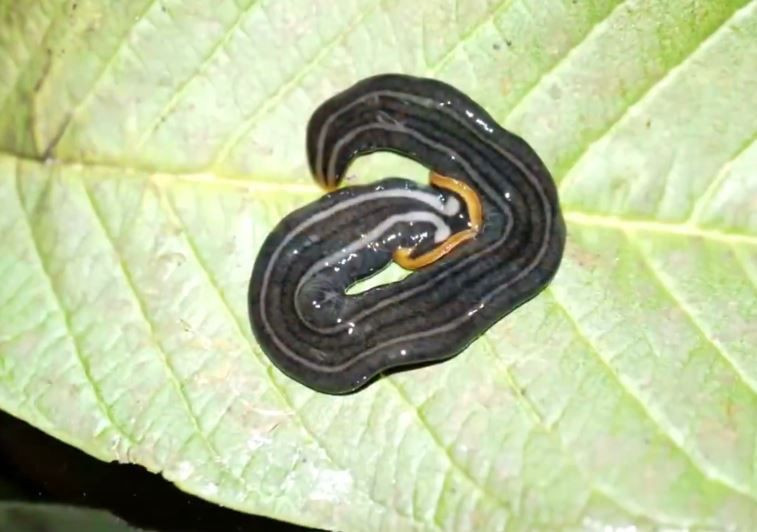 Asya'dan gelen ölümsüz yılan büyük panik yarattı! Kendini yeniliyor öldürülemiyor - Resim: 3