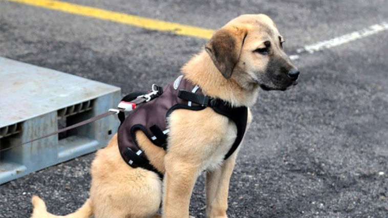 Kuyu köpeğe ne oldu karantinaya alındı iddiası - Resim: 1