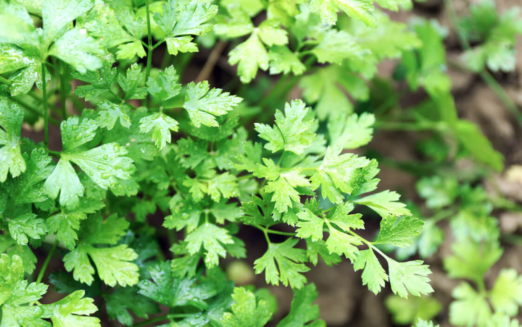 Mide şişkinliğine ne iyi gelir şişkinliğin belirtileri nelerdir - Resim: 4
