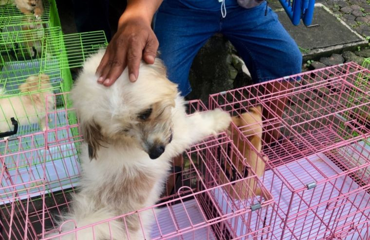 Petshoplar için belirlenen tarih bitiyor! Artık satış yasak! - Resim: 3