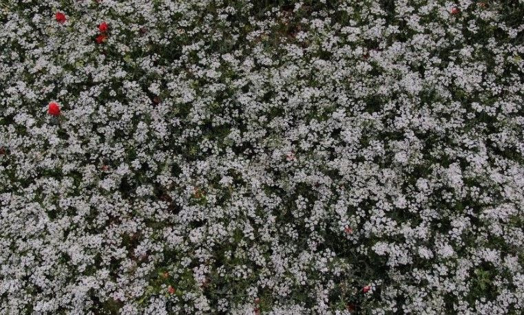 Sivas'ta 'kış geri geldi' dedirtecek görüntüler! - Resim: 2
