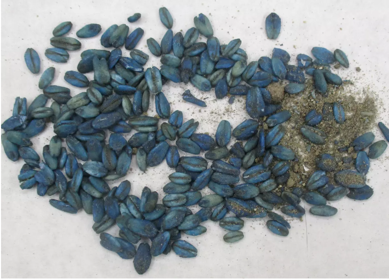 Mavi etli domuzlar türedi! Domuzun içini kesen avcılar irkildi alarm verildi - Resim: 3