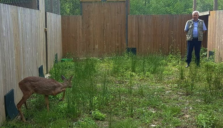 Doğada yaralı bulunan yabani hayvanlar tedavi ediliyor - Resim: 4