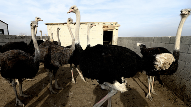 3 Türlü de kazandırıyor! Altın değerindeki hayvan için köylü şini gücünü bıraktı - Resim: 2