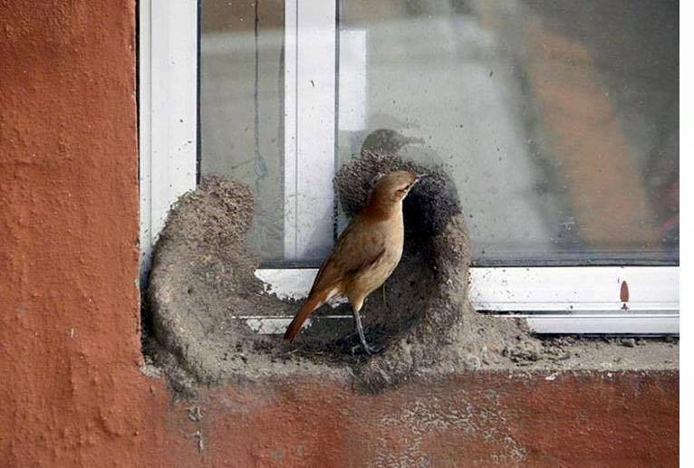 Yuvayı dişi kuş yapar ama nasıl? İşte doğanın en masum hali - Resim: 1