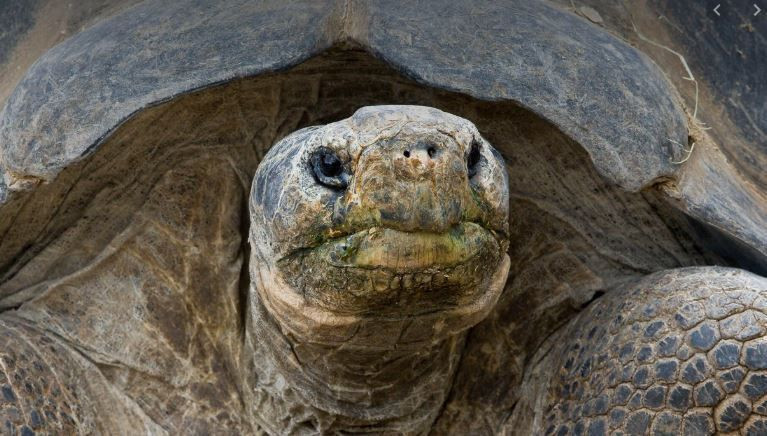 44 yıl üreme üreme programında tutulan Diego emekli edildi - Resim: 3
