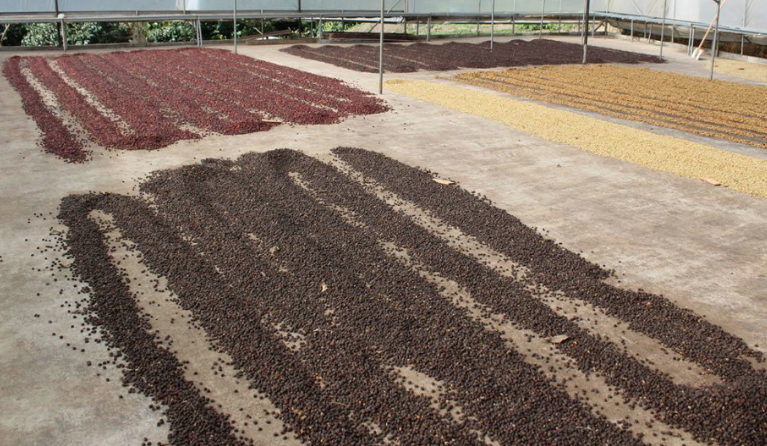 Misk kedisinin dışkısından yapılıyor! Bu kahvenin fiyatı 450 lira - Resim: 2