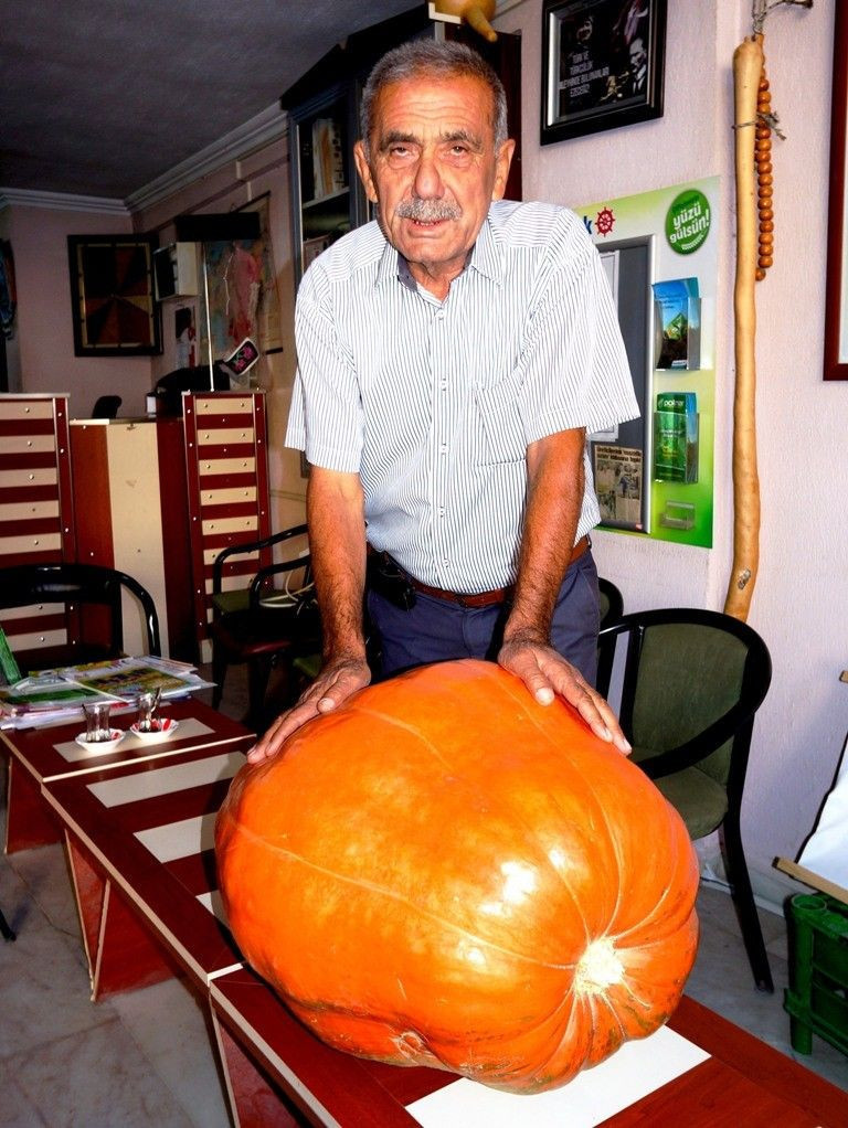 Dev bal kabağı Sarıgöl'de yetişiyor! Tam 60 kilogram geliyor - Resim: 2