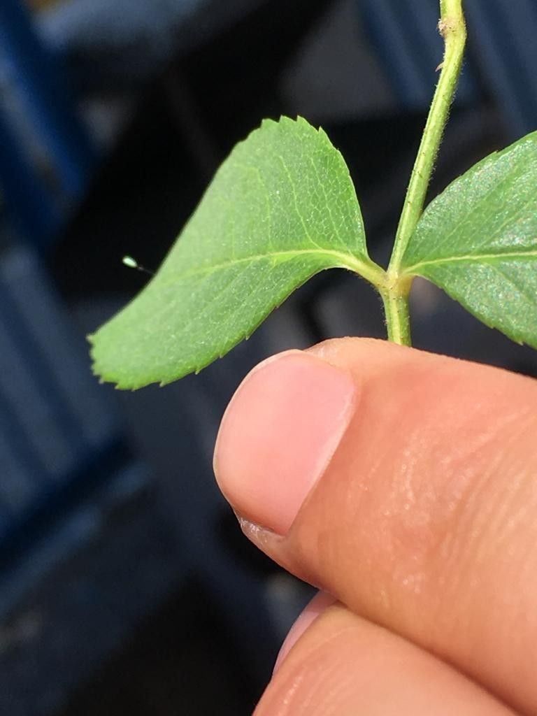 3 bin yılda bir açıyor! Kastamonu’da ‘udumbara çiçeği’ görüldü - Resim: 3