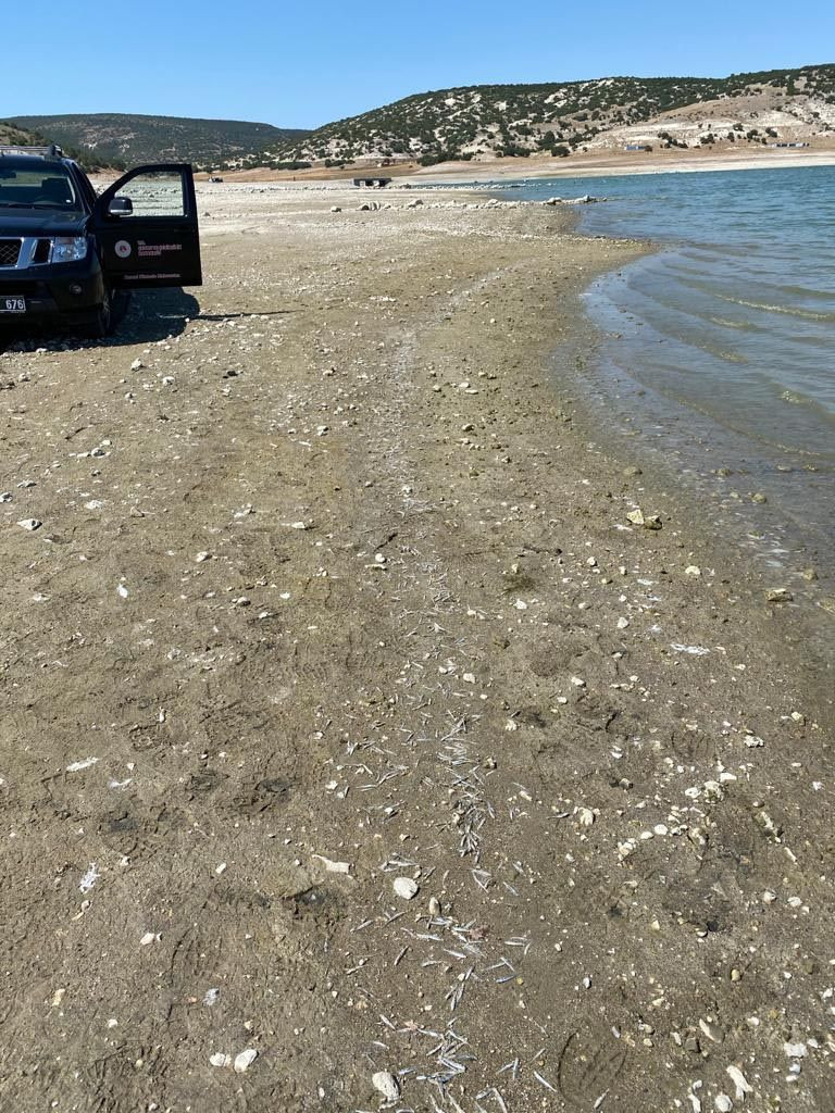 Kütahya Porsuk Barajı'ndaki balık ölümleri endişe yarattı - Resim: 3