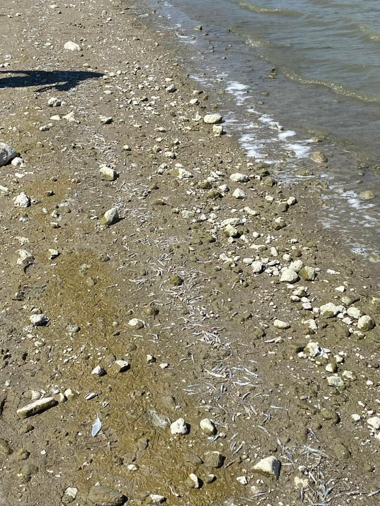 Kütahya Porsuk Barajı'ndaki balık ölümleri endişe yarattı - Resim: 4