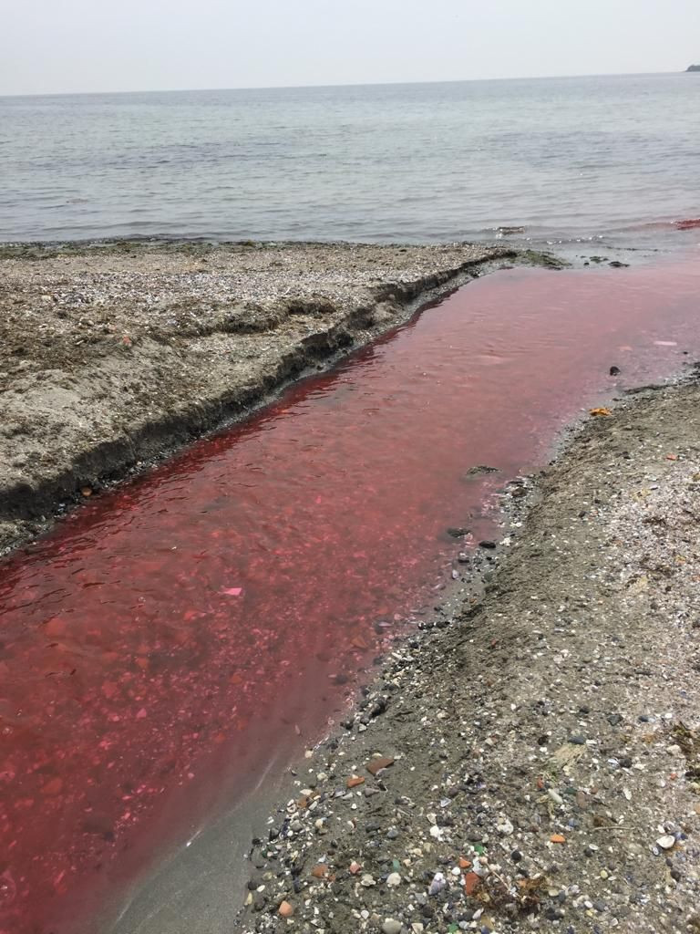 Neler oluyor böyle! Derenin rengi kırmızıya döndü vatandaş tedirgin oldu! - Resim: 1