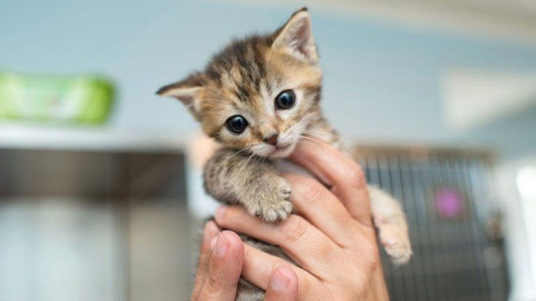 Kediler koronavirüsten enfekte olabiliyor - Resim: 4