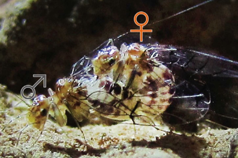 Penisli dişi vajinalı erkek böcek Neotrogla bulundu - Resim: 4