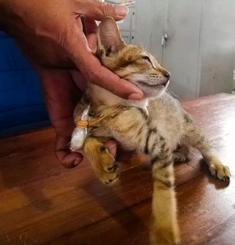 Uyuşturucu kuryesi kedi hapishaneden kaçtı! Mahkumlara servis yapıyordu - Resim: 3