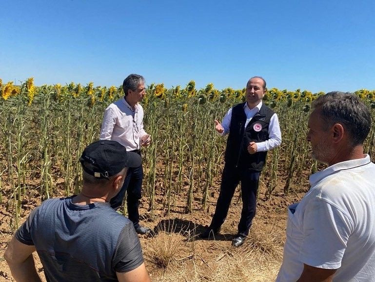 Yağ krizinin umudu ayçiçek tarlalarını çayır zararlısı sardı! - Resim: 4
