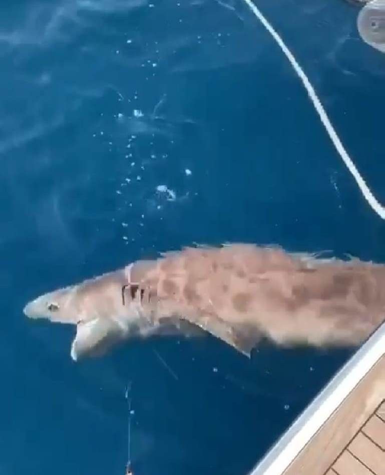 Antalya'da yakalanan 2 metre boyundaki köpek balığı görenleri hayrete düşürdü - Resim: 4