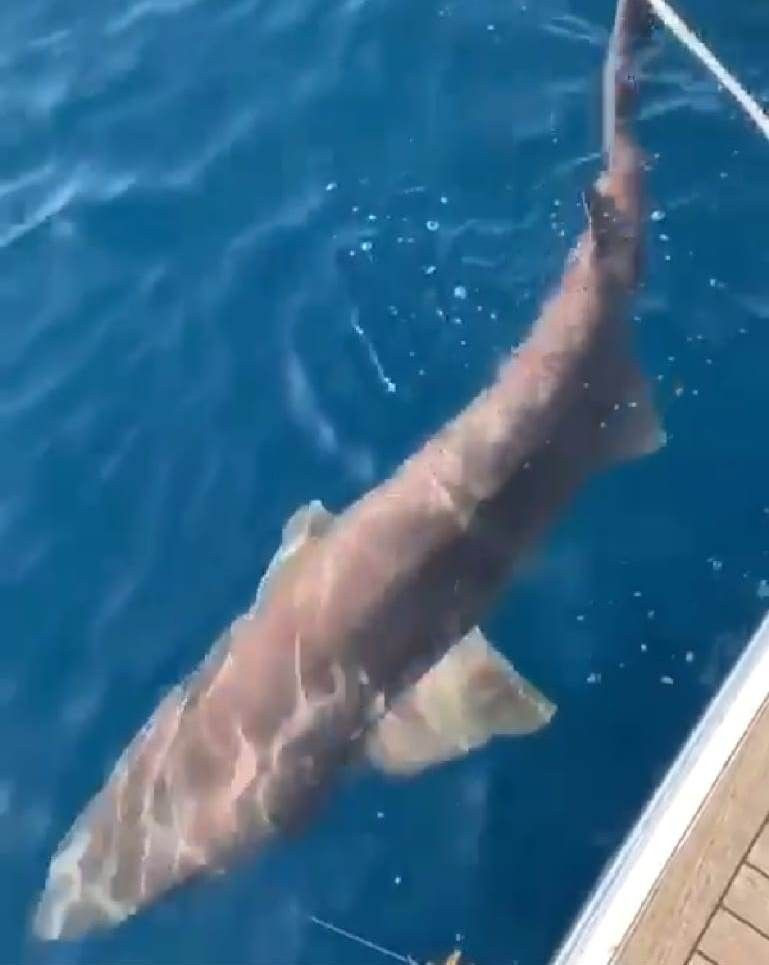 Antalya'da yakalanan 2 metre boyundaki köpek balığı görenleri hayrete düşürdü - Resim: 3