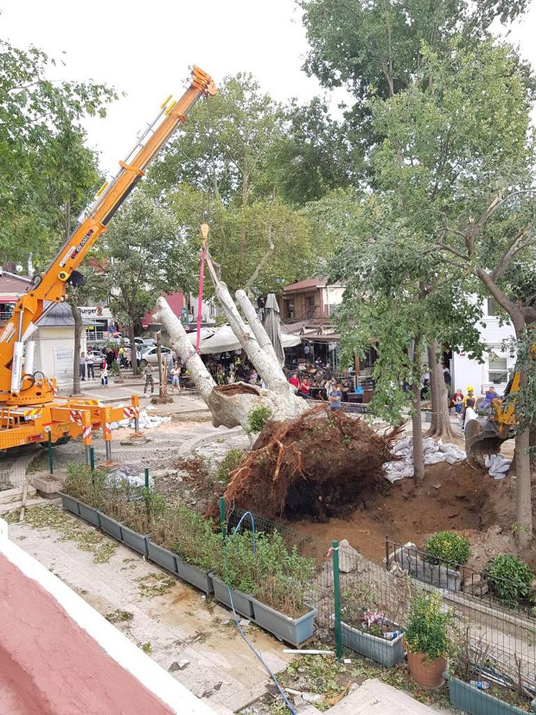 8 asırlık çınar yoğun bakıma alındı - Resim: 2