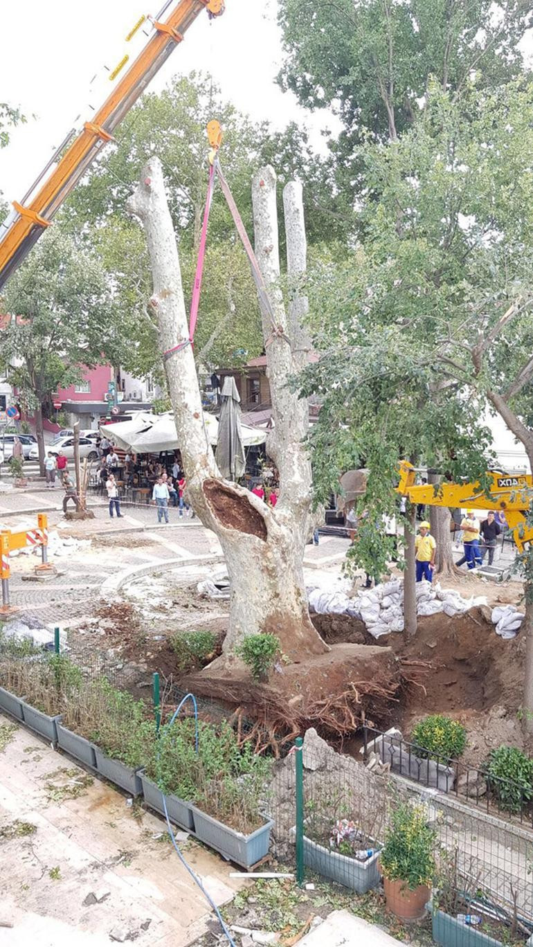 8 asırlık çınar yoğun bakıma alındı - Resim: 4