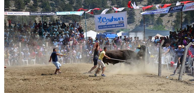 Güreşen boğalar tel örgüleri aştı, izleyiciler kaçıştı! - Resim: 2