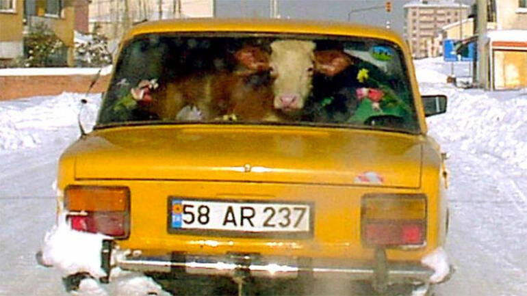 Sivas'ta 18 yıl sonra ikinci dana Ferhat vakasıı - Resim: 4