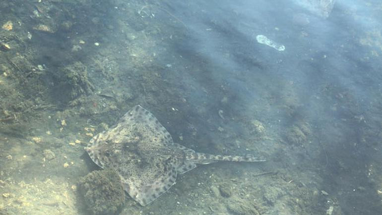 İstanbul'da ürküten olay: Peş peşe sahile vurdular! - Resim: 1