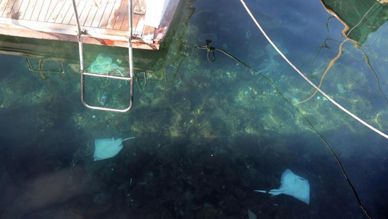 İstanbul'da ürküten olay: Peş peşe sahile vurdular! - Resim: 2