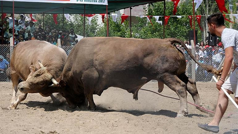 Güreşen boğalar tel örgüleri aştı, izleyiciler kaçıştı! - Resim: 3