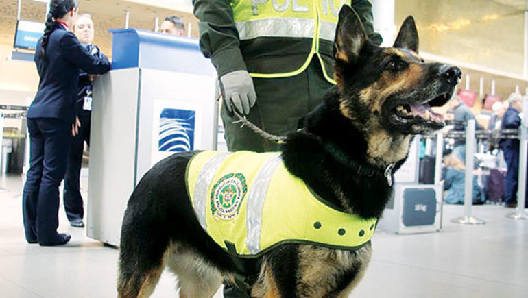 Mafya bu köpeğin başına ödül koydu - Resim: 4