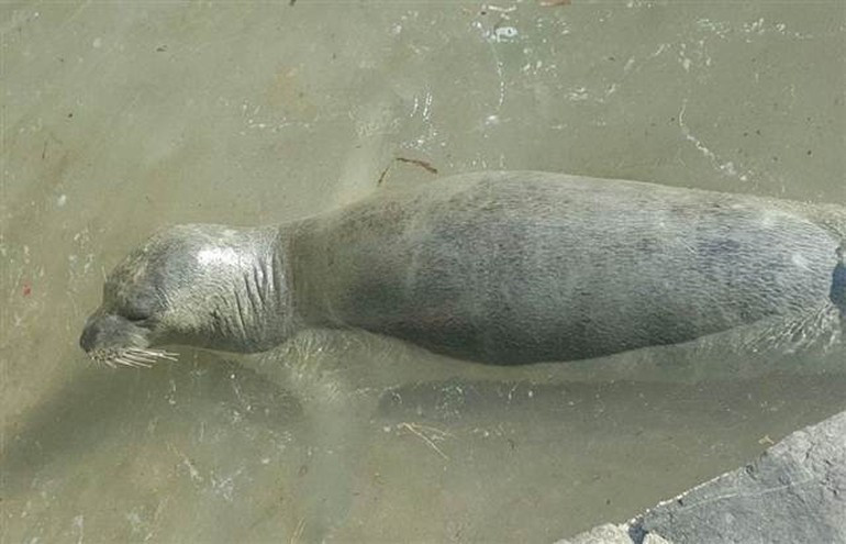 Dünyada sadece 700 tane kaldı... Kuşadası'nda görüntülendi! - Resim: 2