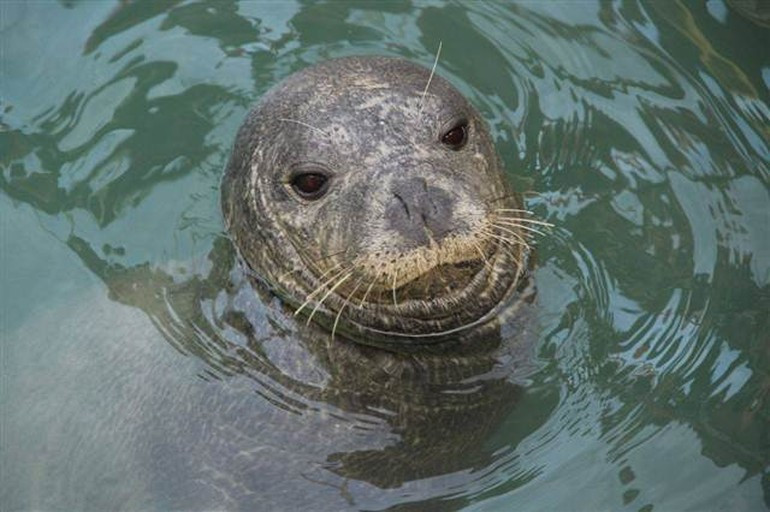 Dünyada sadece 700 tane kaldı... Kuşadası'nda görüntülendi! - Resim: 3