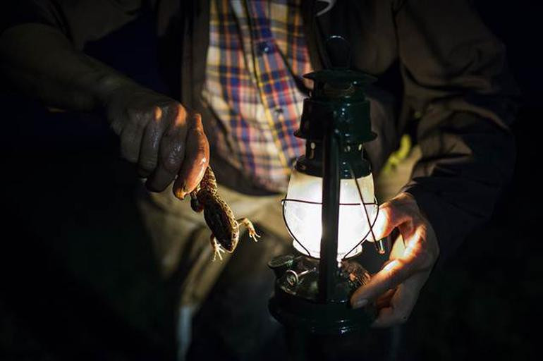 Edirne'de toplanıyor dünyaya satılıyor porsiyonu ise 30 TL! - Resim: 3