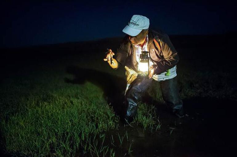 Edirne'de toplanıyor dünyaya satılıyor porsiyonu ise 30 TL! - Resim: 4