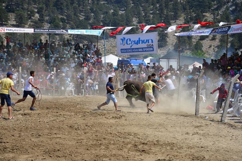 Güreşen boğalar tel örgüleri aştı, izleyiciler kaçıştı! - Resim: 4