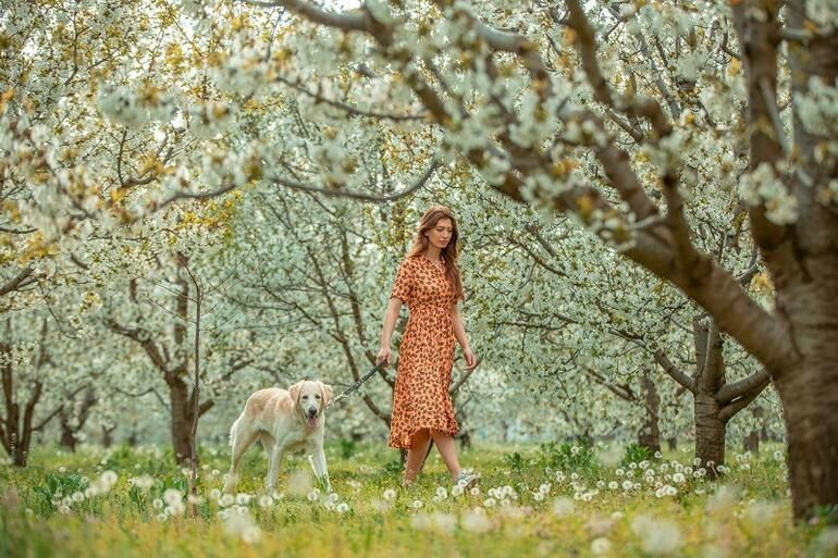 Sultandağı’nda kiraz bahçeleri göz kamaştırdı - Resim: 2