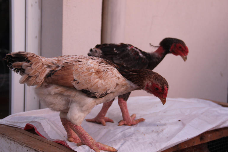 Kuzu fiyatına tavuklar kapış kapış gidiyor - Resim: 4