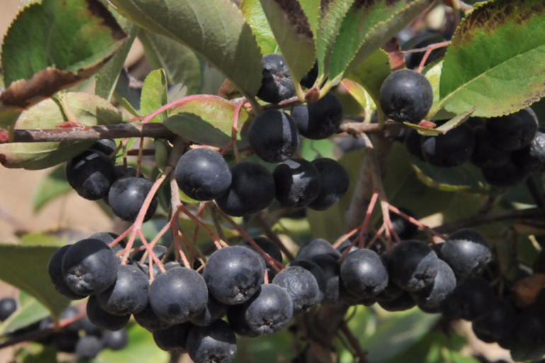 Görenler üzüm sanıyor ama kanserle savaşan bu meyvenin adını daha önce duymadınız - Resim: 4