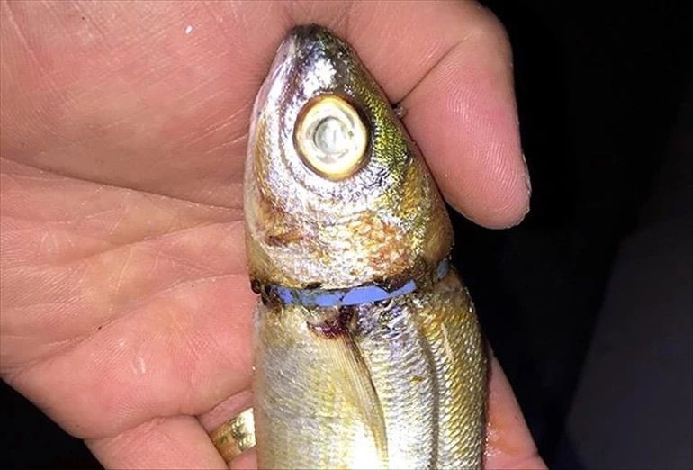 Balıktan vazgeçemeyenler dikkat! Hamsi, palamut, istavrit, lüfer ve barbunda büyük tehlike - Resim: 4