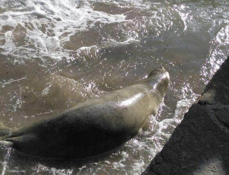 Dünyada sadece 700 tane kaldı... Kuşadası'nda görüntülendi! - Resim: 4