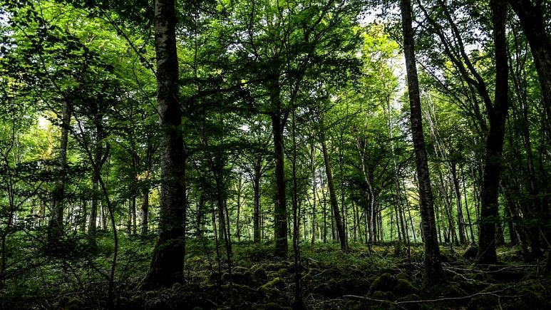 Yasemin Çetindağ'ı bıçaklayarak öldürdü sandığa koyup ormanlık alana gömdü! - Resim: 4