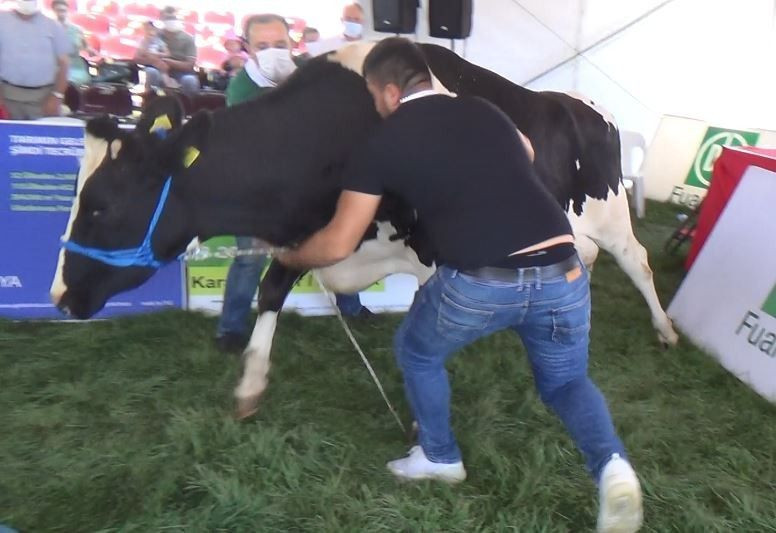 İnatçı inek güzellik yarışmasından kaçtı! Ortalığı birbirine kattı - Resim: 2