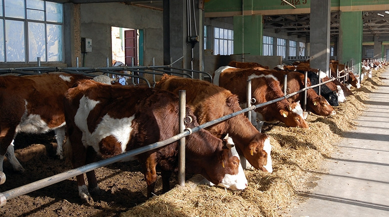 Hollanda'da dünyanın ilk yüzen çiftliği açılacak - Resim: 4