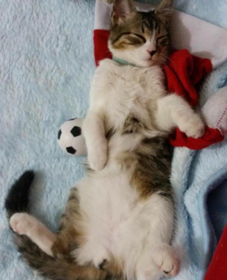 Kedilerin dünyayı fethettiğinin bilimsel kanıtı! - Resim: 2