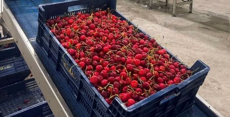 Kiraz yedi ikisi de hayatını kaybetti! Meğer 15 gün önce... - Resim: 1