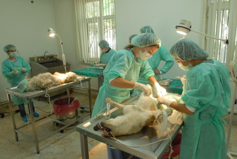 Bu mesleği seçen işsiz kalmıyor en çok istihdam orada - Resim: 4