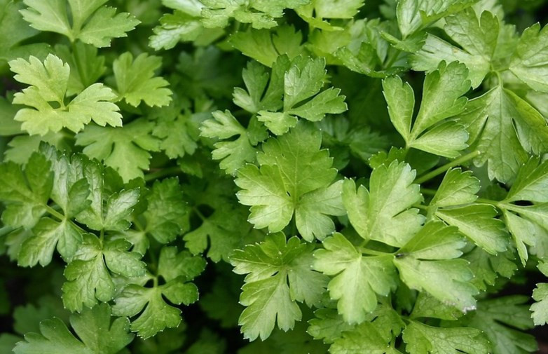 Maydanoz zayıflamaya yardımcı oluyor - Resim: 1