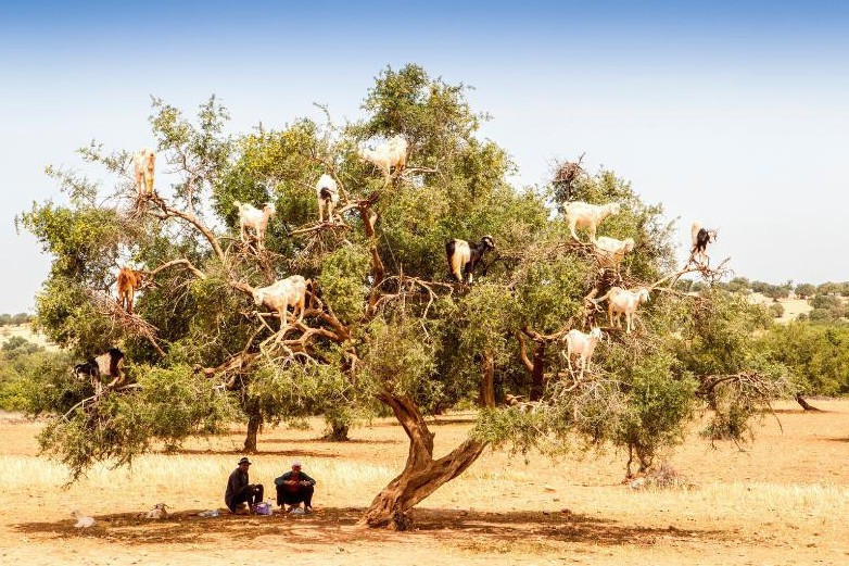 Çok garip! Ne oldukları tahmin bile edemezsiniz - Resim: 2