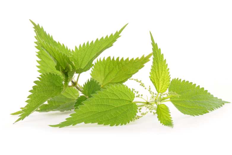 6 ot 6 mucize - Resim: 3