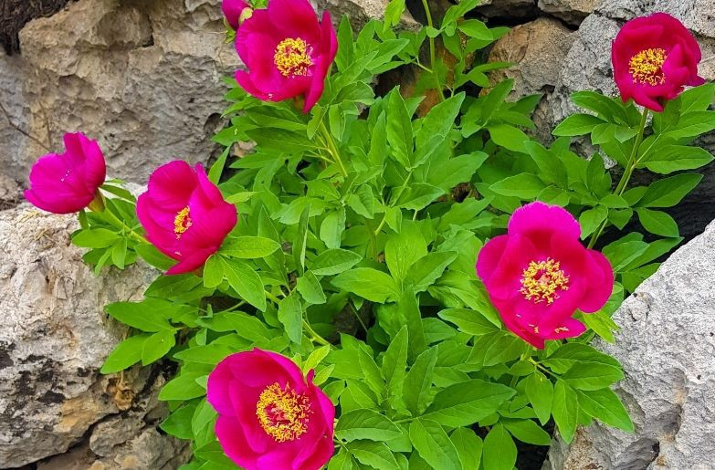 Bu çiçeği koparan yandı! Cezası 109 bin TL! - Resim: 2